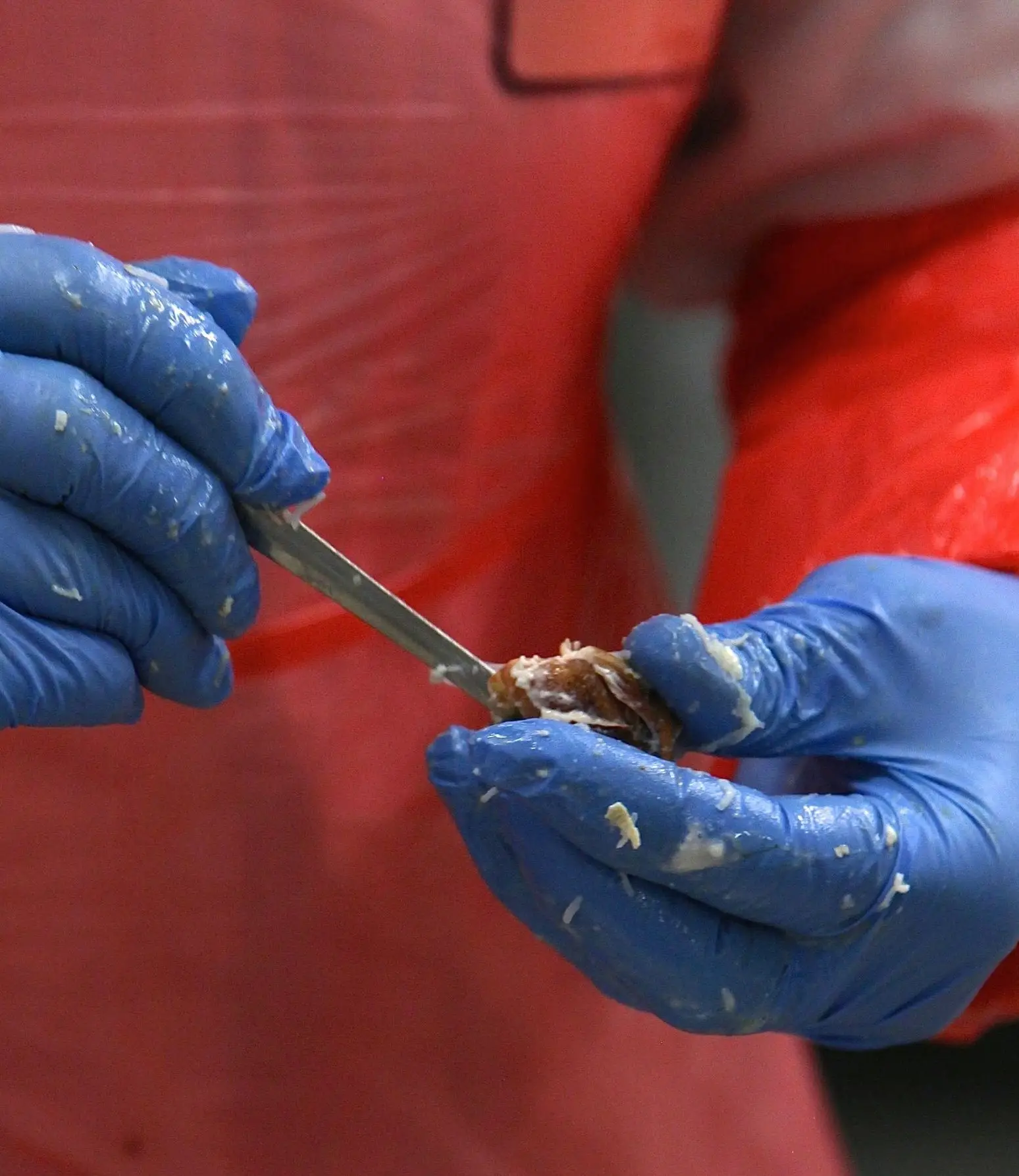 Central Sea Crab factory worker extracting meat from crab claw